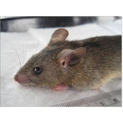 Rat du Natal Africain ou rat africain commun ou rat plurimammaire ou souris multimammaire africaine